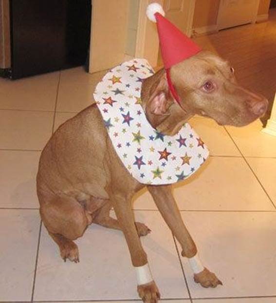 DIY Dog Clown Costume