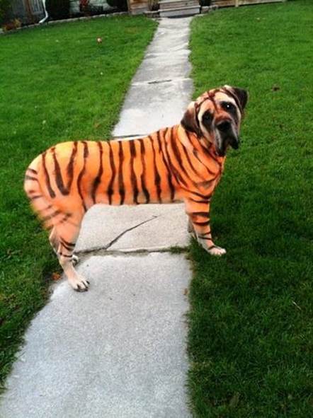 DIY Tiger Dog