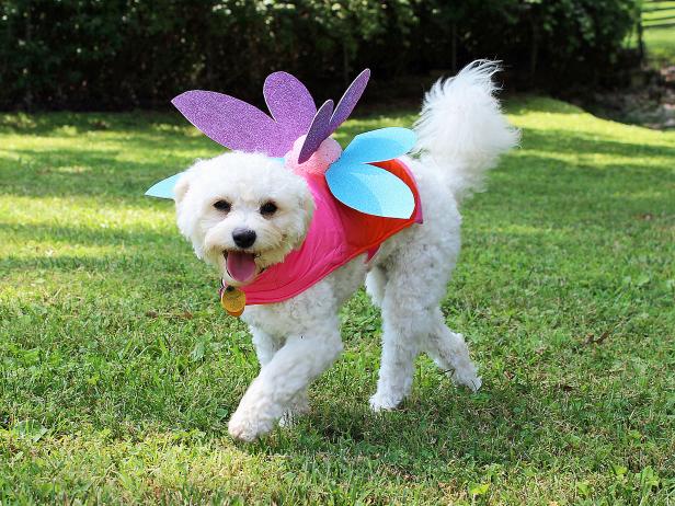 DIY Pet Fairy Costume