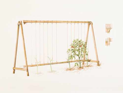 DIY A-Frame Tomato Trellis