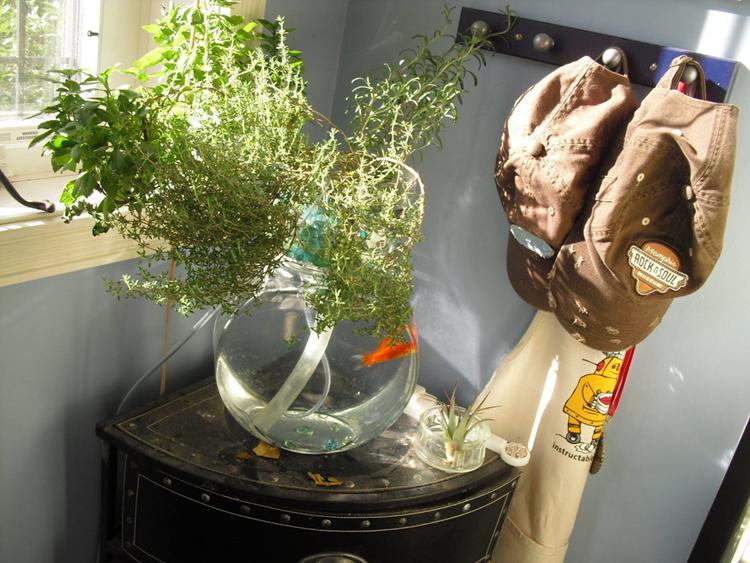 DIY Cheap Aquaponics System