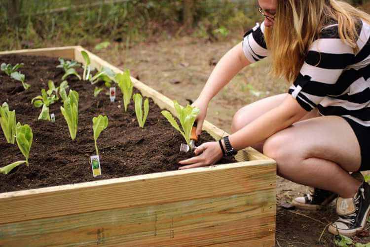 DIY Cheap Raised Garden Bed