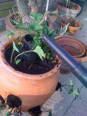 DIY Easy Watering Strawberry Planter