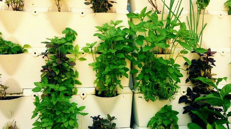 DIY Indoor Vertical Herb Garden