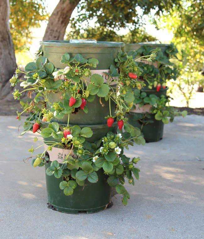 DIY Strawberry Tower