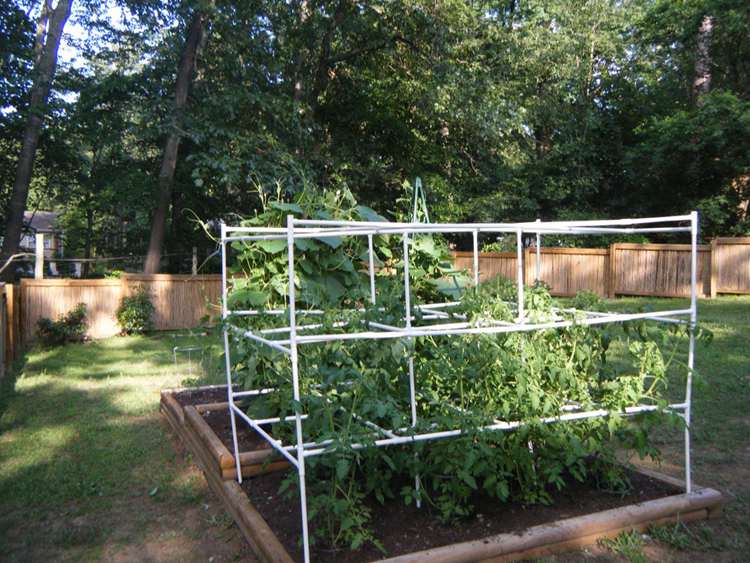 Cage For Tomatoes