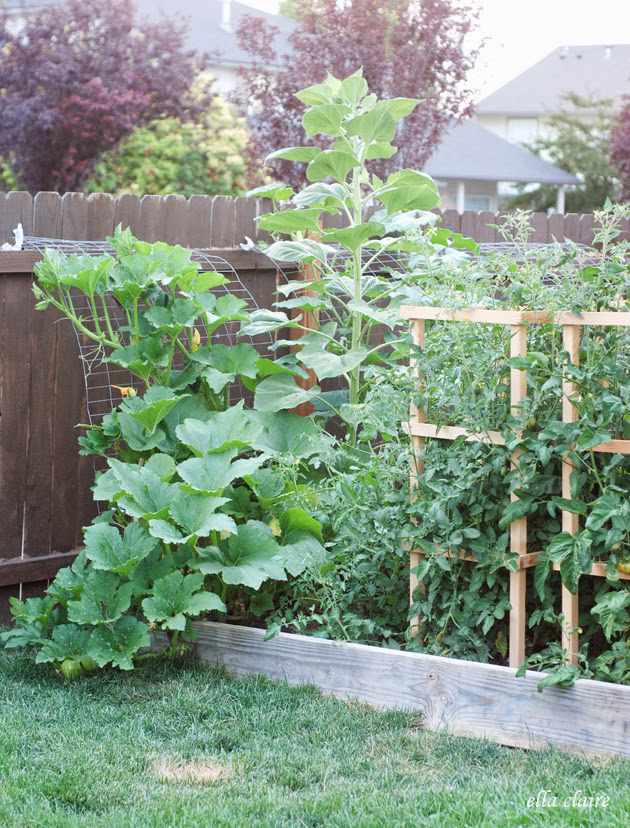 DIY Tomato Cage