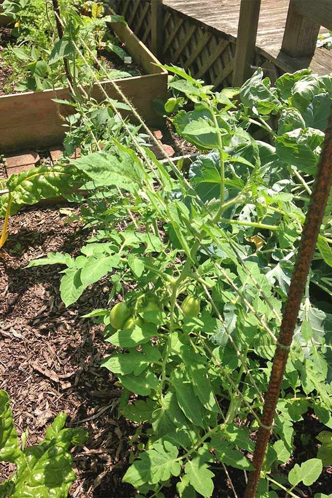 DIY Tomato Cage