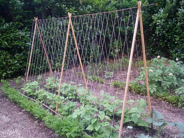 DIY Tomato Trellis