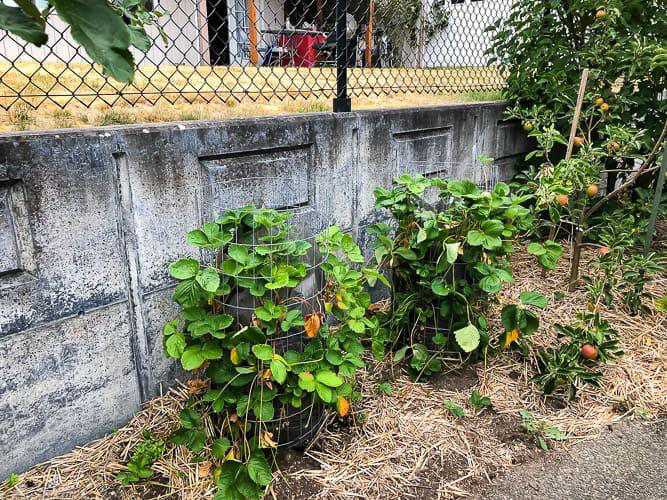 DIY Vertical Strawberry Planter