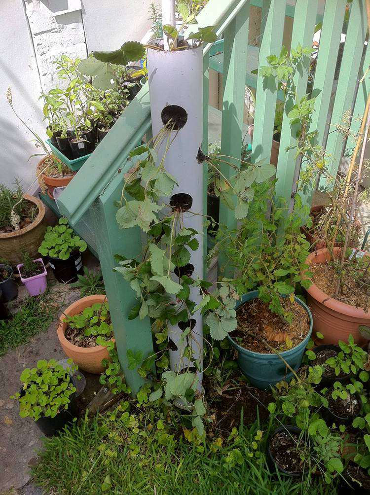 Strawberry Tube Planter Using PVC Pipe