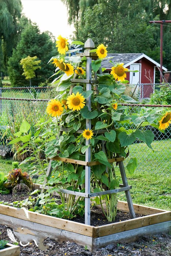 Delightfully Pretty Wooden Sunflower Pyramid