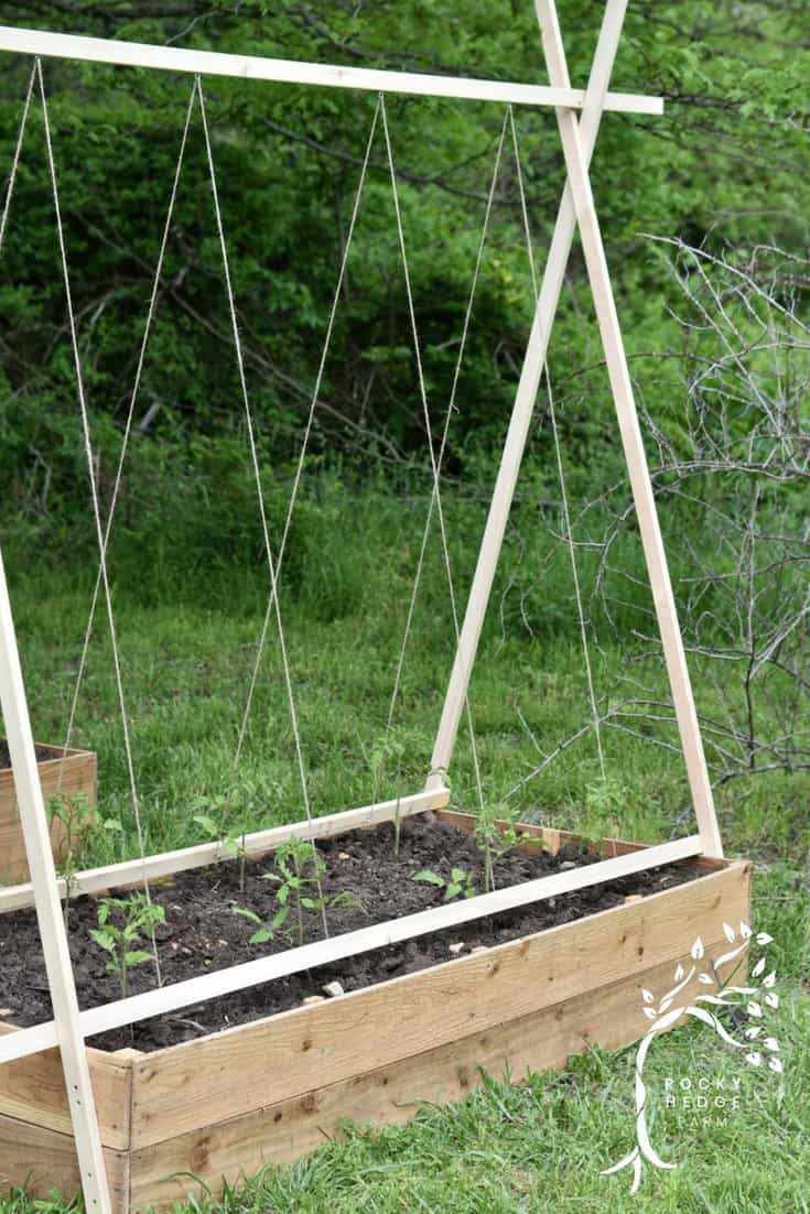 Easy String Tomato Trellis