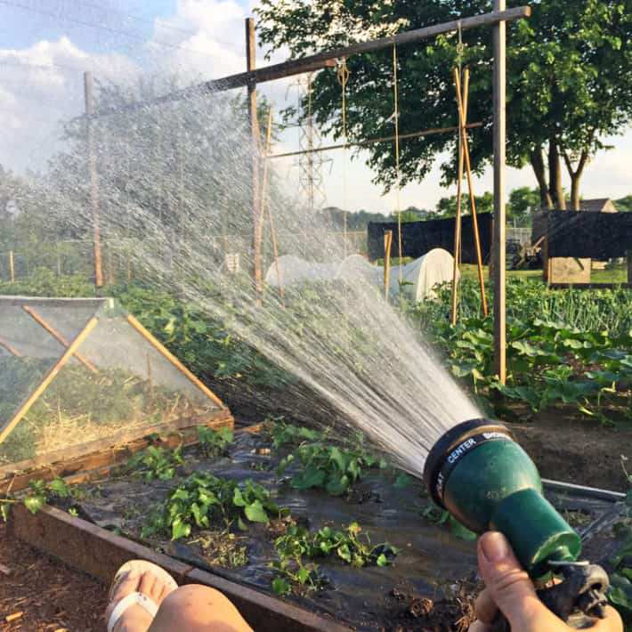 Homemade Drip Irrigation System