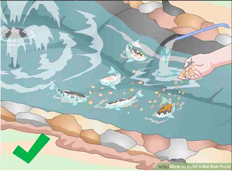 How To Build A Fish Pond