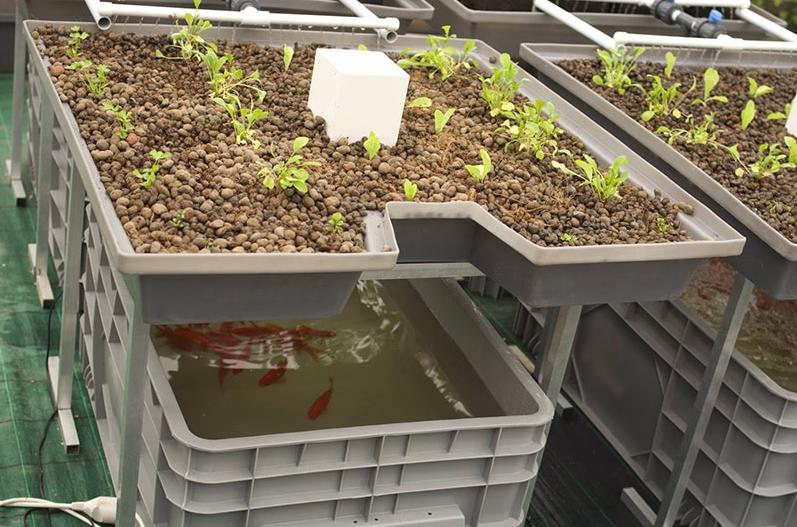 How To Grow With Aquaponics