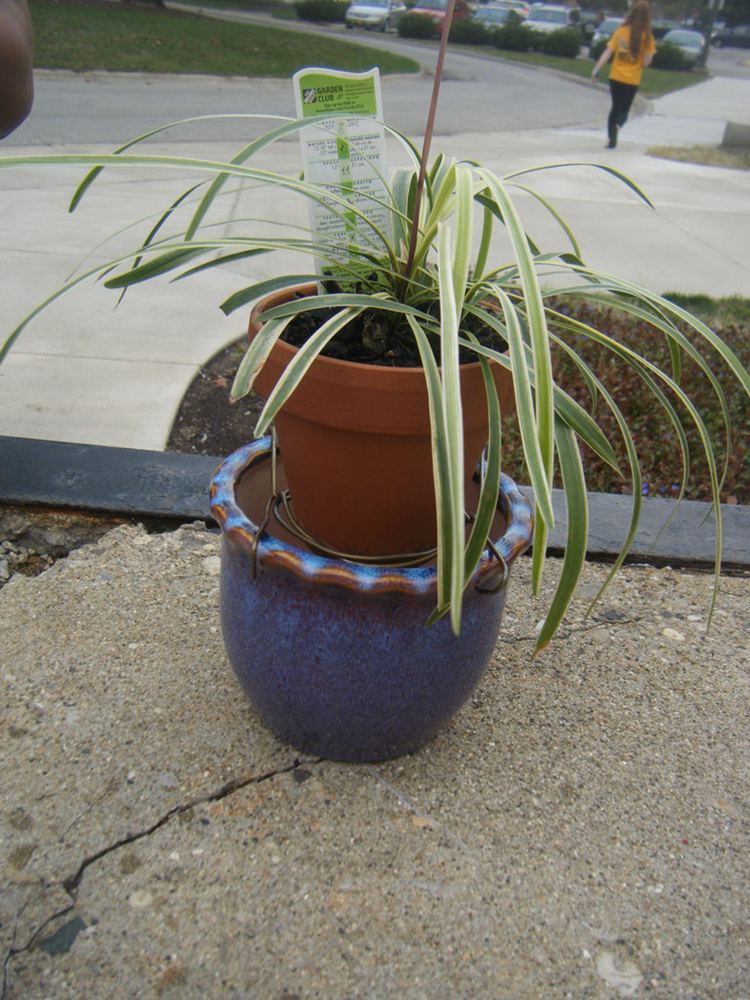 How To Make A Self Watering Planter
