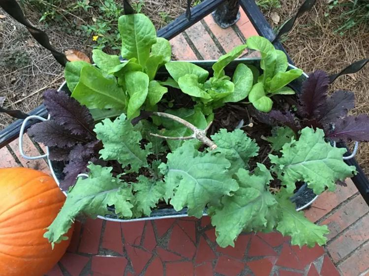 How To Make A Self Watering Planter