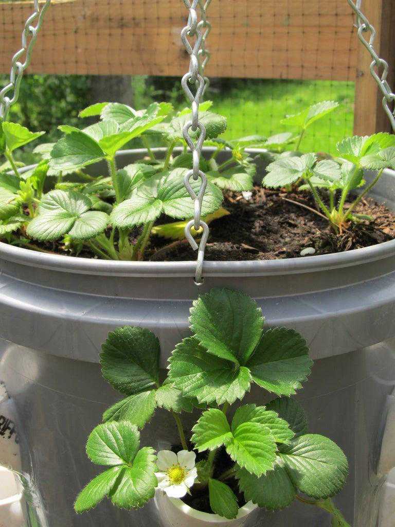 How To Make A Strawberry Planter