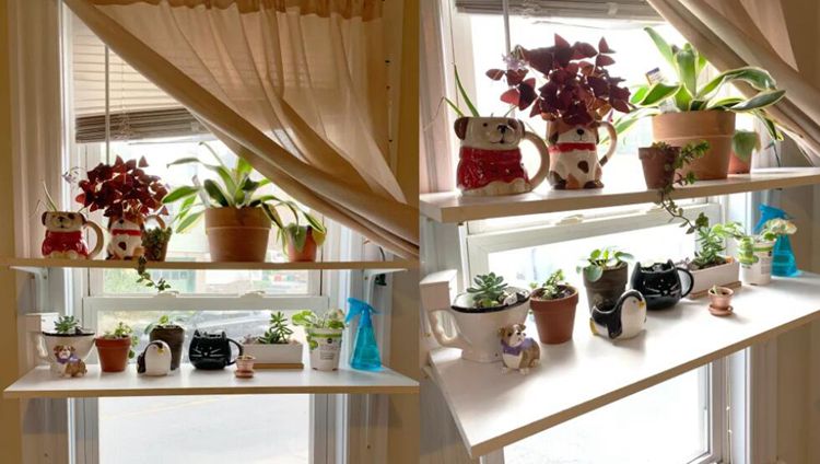 Window Shelves For Plants 