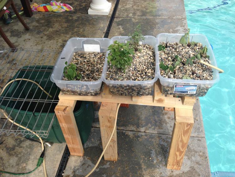 Simple Aquaponics System