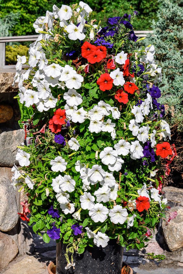 Vine-Free Wall of Flowers