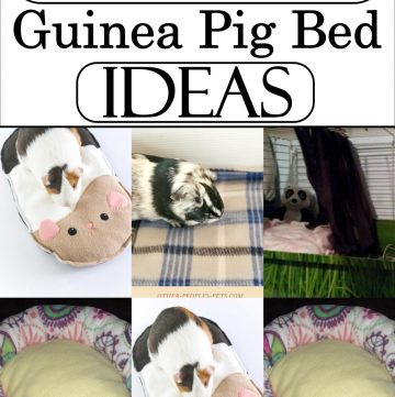 DIY Guinea Pig Bed Ideas