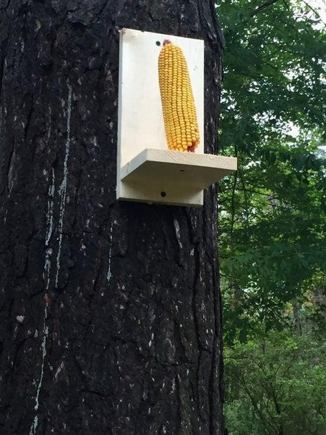 Easy Squirrel Feeder DIY