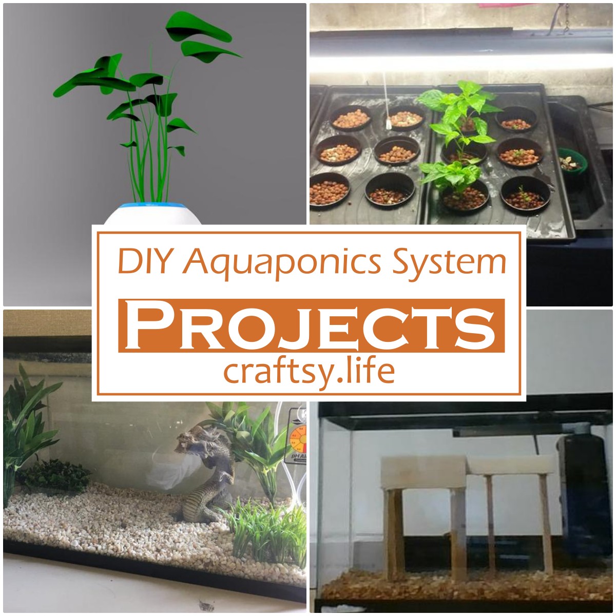 DIY Aquaponics System 2