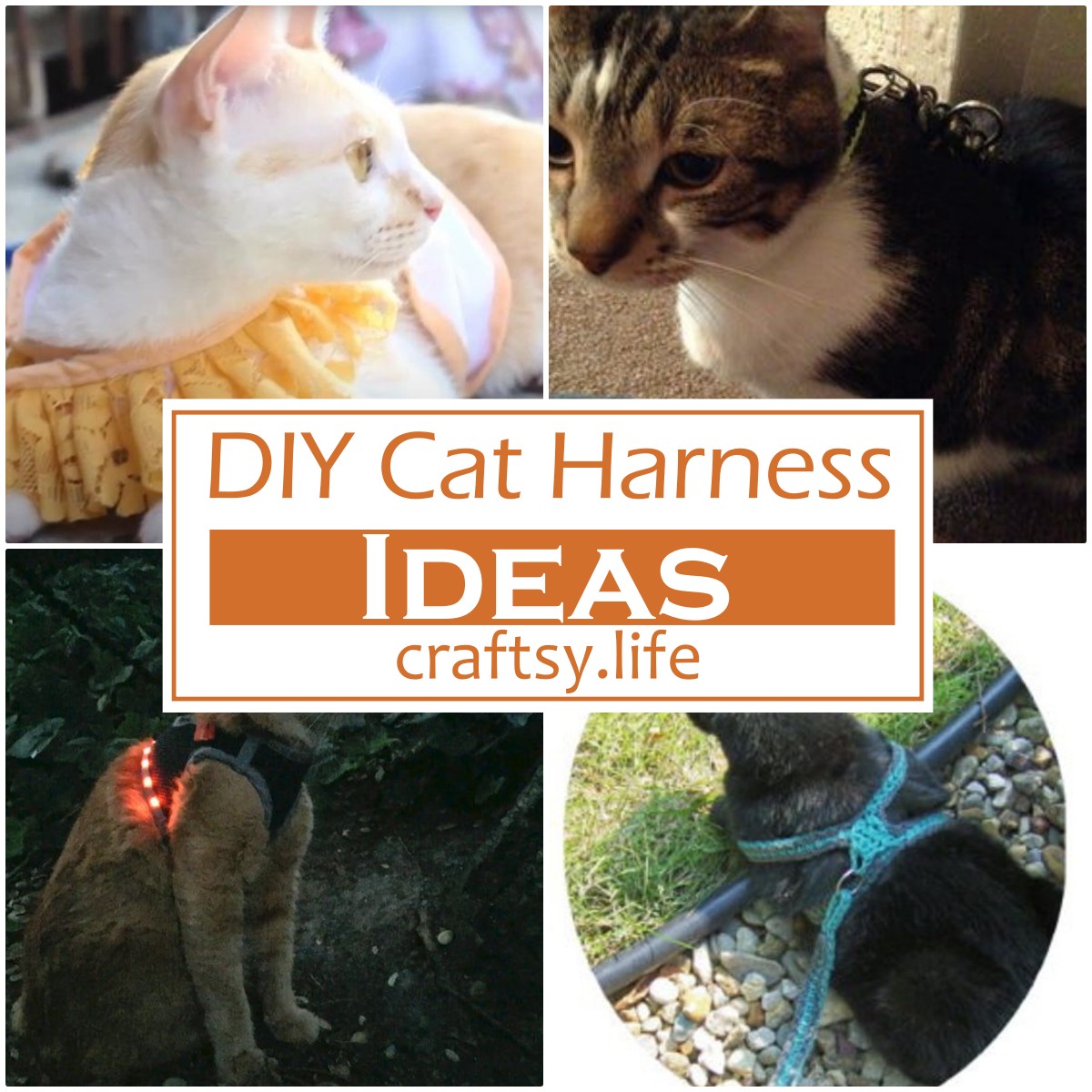 DIY Cat Harness Ideas 1