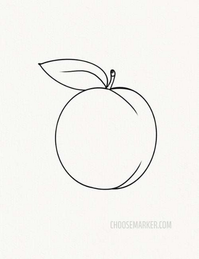 Drawing Apricot
