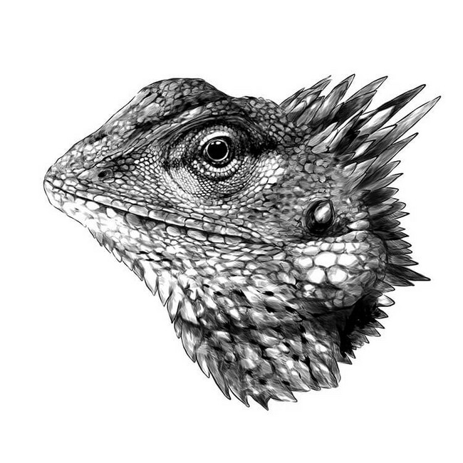 Chameleon Head Drawing