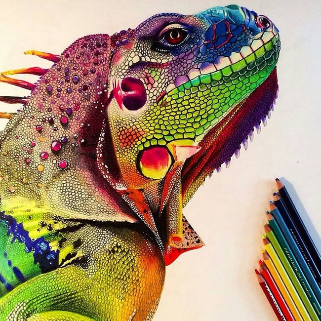 Colorful Iguana