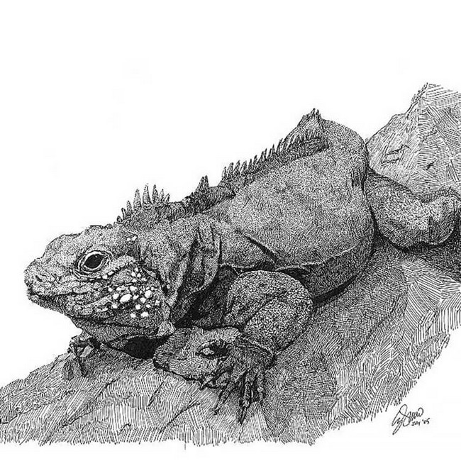 Cross-Hatching Lizard Drawing