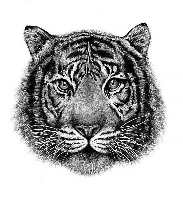 Detailed Tiger Face