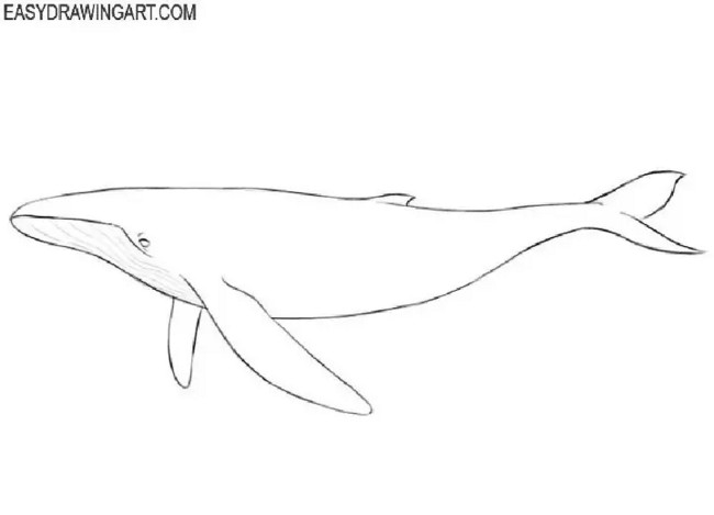 Drawing of a Whale