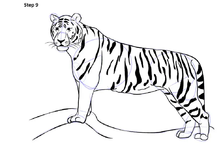 Easy Way To Draw A Full-Body Tiger