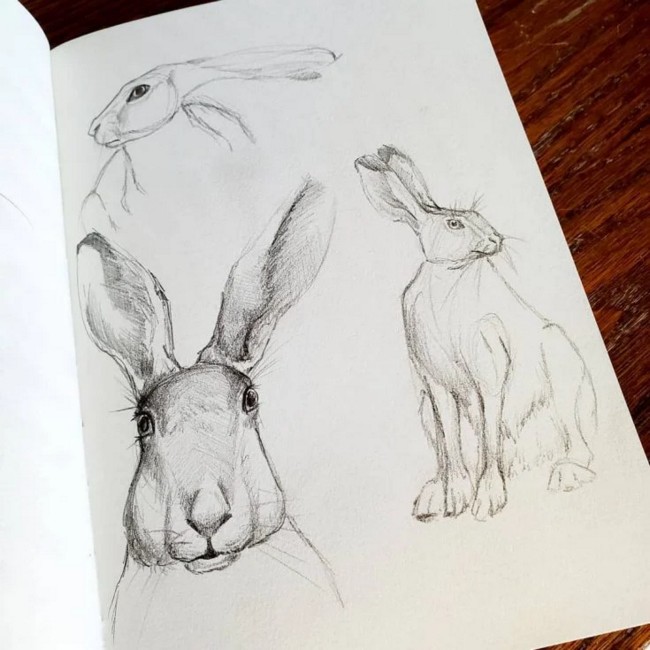 Hare Sketch