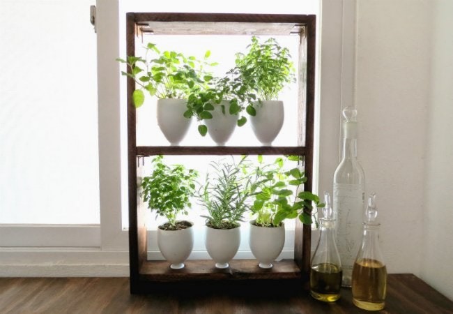 Herb Garden From Kitchen Recyclables