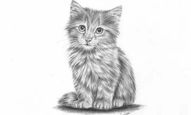 How To Draw A Realistic Kitten