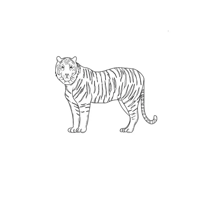 How To Draw A Realistic Tiger