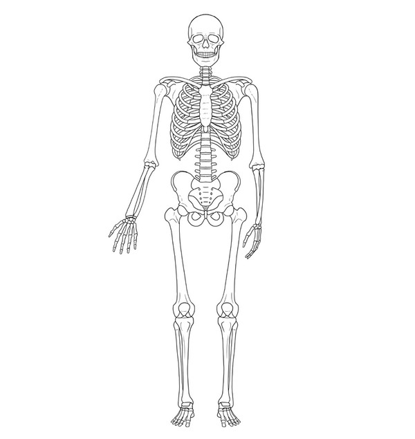 How To Draw A Skeleton Step By Step