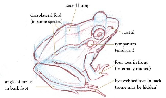 How To Draw Frogs And Toads