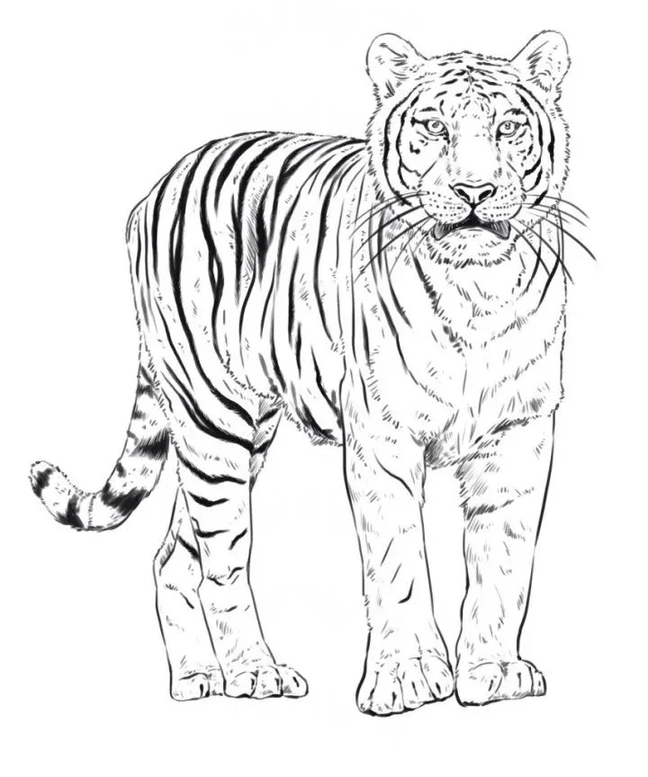 How to Draw a Tiger