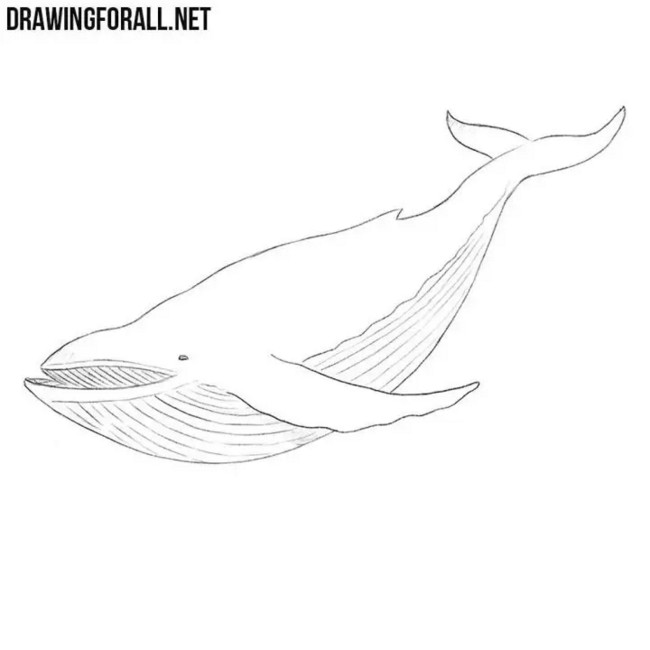 How to Draw a Whale Step by Step