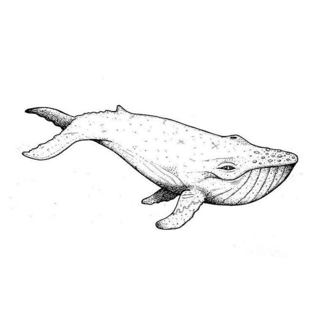 Humpback fish sketch