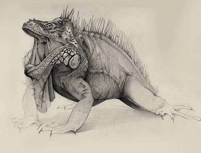 Iguana Drawing