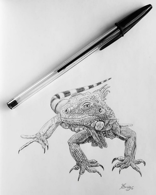 Iguana Pen Drawing