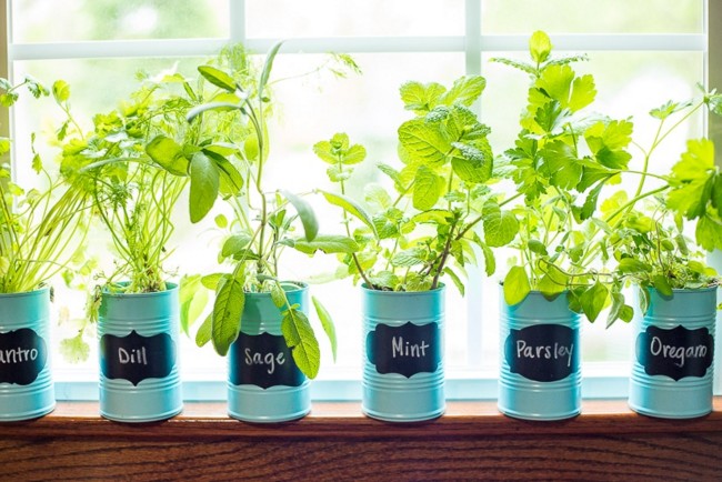 Indoor Window Sill Herb Garden