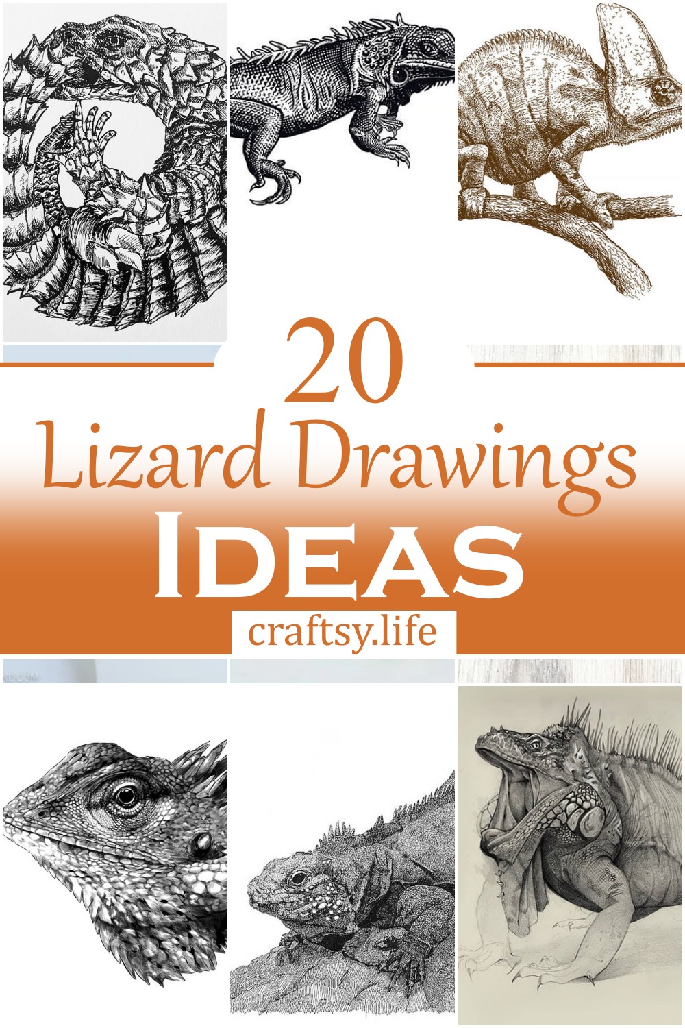 Lizard Drawings Ideas